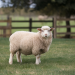 Mini mouton nain : un guide pour adopter cet animal adorable en 2026